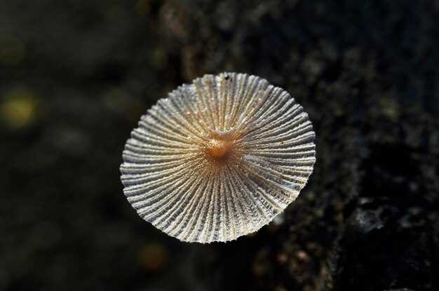 Less common side effects: