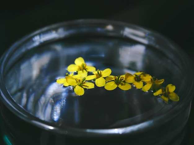 Benefits of Escitalopram Cipralex Bivirkninger