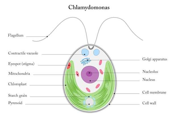 Escitalopram Overview