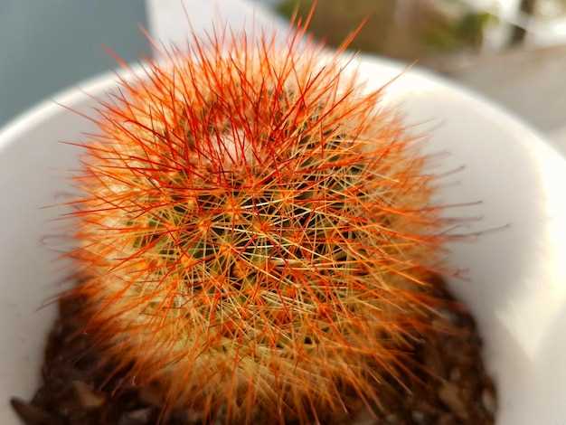 Potential Adverse Reactions