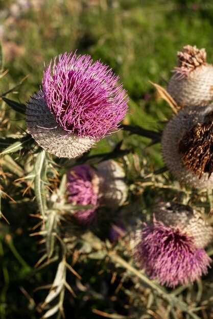 Common Side Effects: