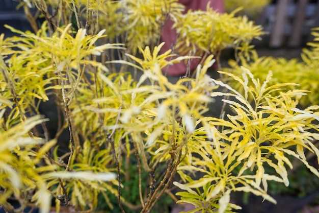 Platform for Sharing Tips