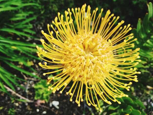 Benefits of Escitalopram