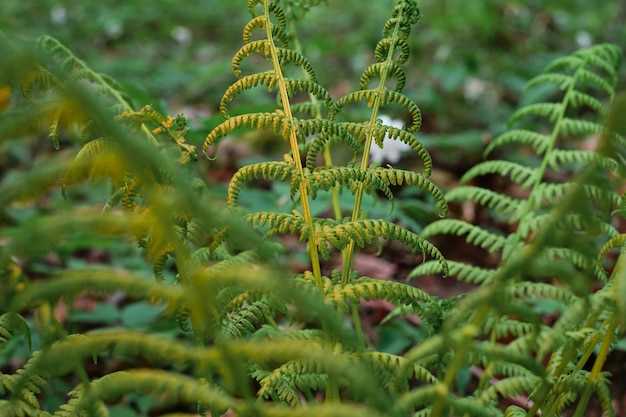 How to purchase Escitalopram