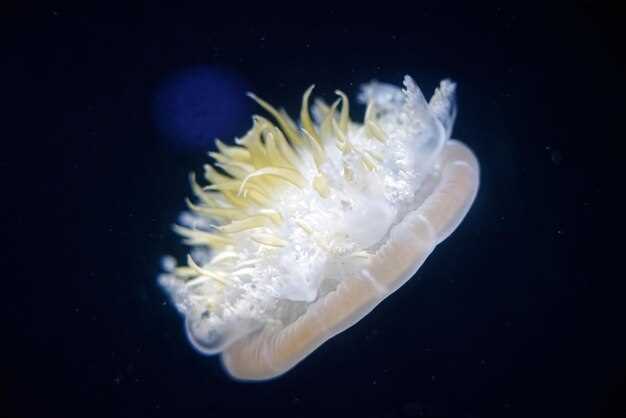 Benefits of Escitalopram oxalate