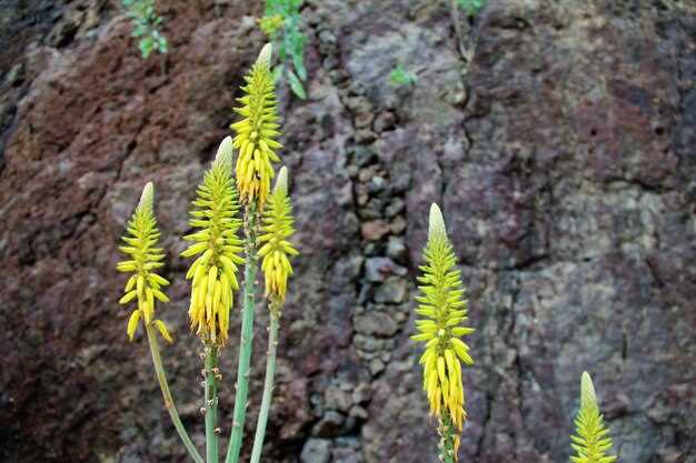 1. Take Escitalopram with Food