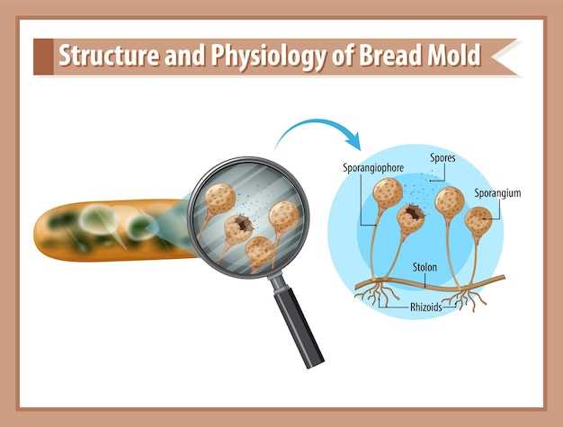 Mechanism of Action