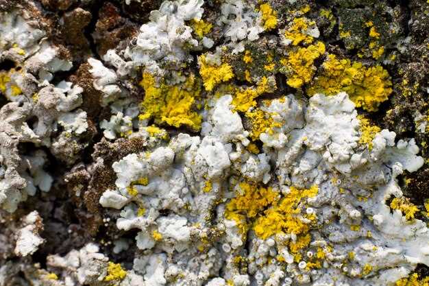 Benefits of Losartan Potassium