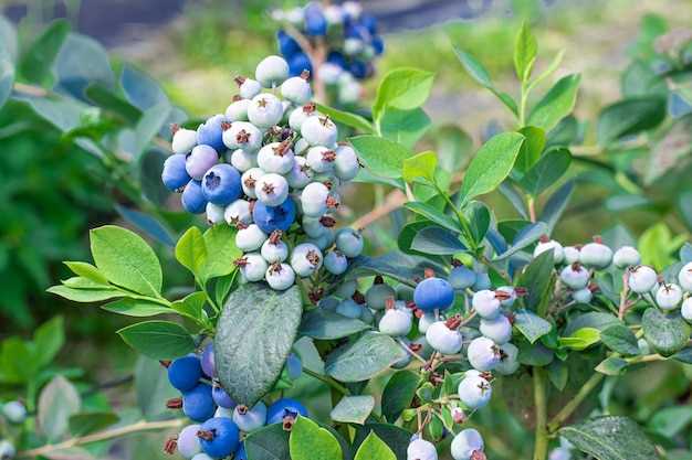 Benefits of Mirtazapine