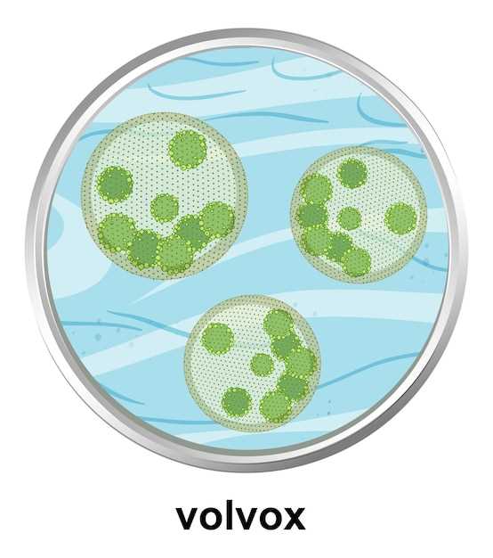 How IC Metoprolol Tartrate Helps Manage High Blood Pressure